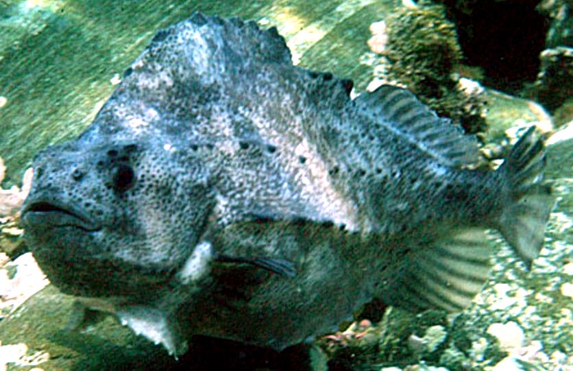Cyclopterus lumpus_05.jpg